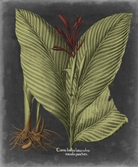 Besler Dramatique II