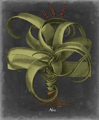 Besler Dramatique IV