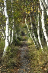 Birch Path II