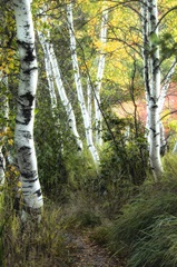 Birch Path III