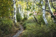 Birch Trees and Tall Grass