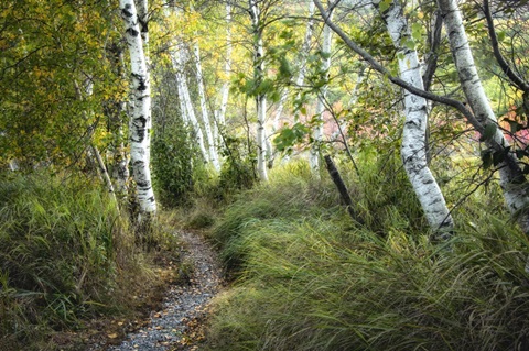 Birch Trees and Tall Grass