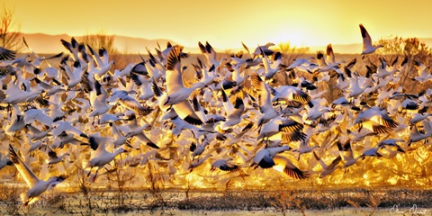 Birds of Bosque del Apache