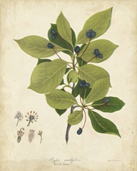 Black Gum Tree Foliage