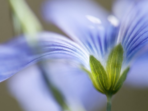 Blue Flax I