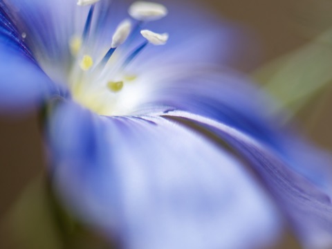 Blue Flax II