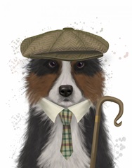 Border Collie Shepherd