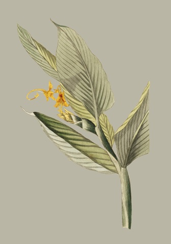 Botanical Cabinet III