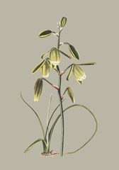 Botanical Cabinet IX