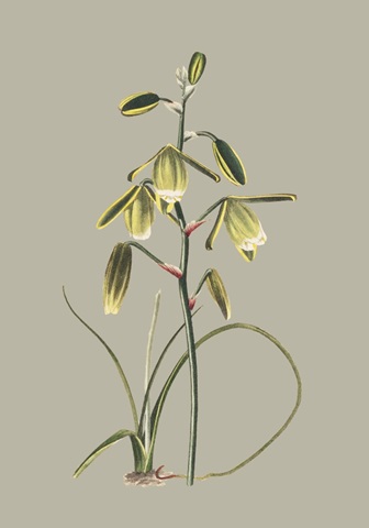 Botanical Cabinet IX