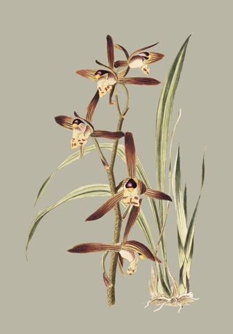 Botanical Cabinet VII