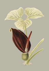 Botanical Cabinet VIII