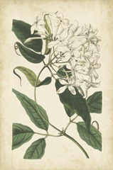 Botanical Display II