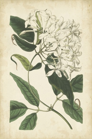 Botanical Display II