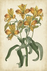 Botanical Display III