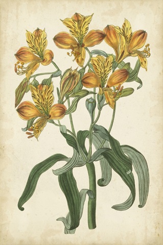 Botanical Display III