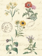 Botanical Journal IV