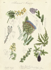 Botanical Register I