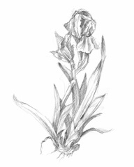Botanical Sketch VI