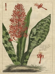 Botanical Study on Linen I
