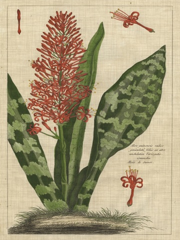Botanical Study on Linen I