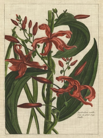 Botanical Study on Linen III