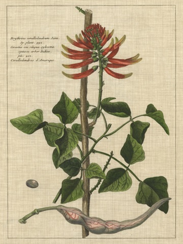 Botanical Study on Linen IV