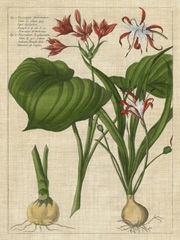 Botanical Study on Linen V