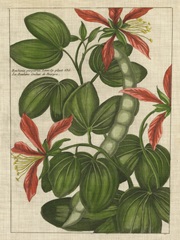 Botanical Study on Linen VI