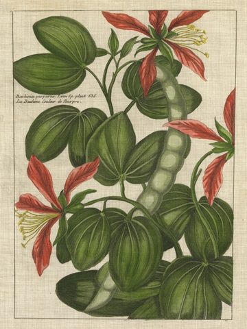 Botanical Study on Linen VI