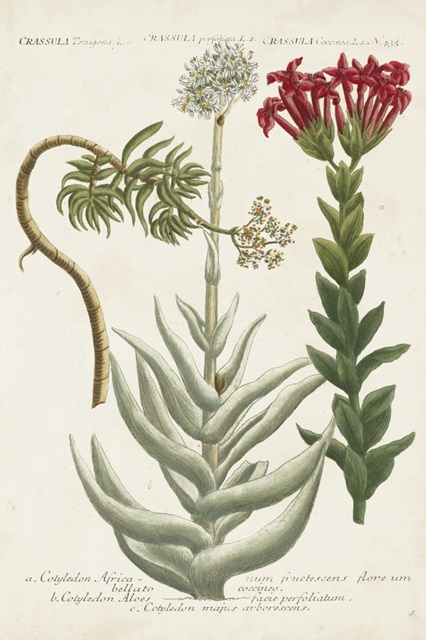 Botanical Varieties I