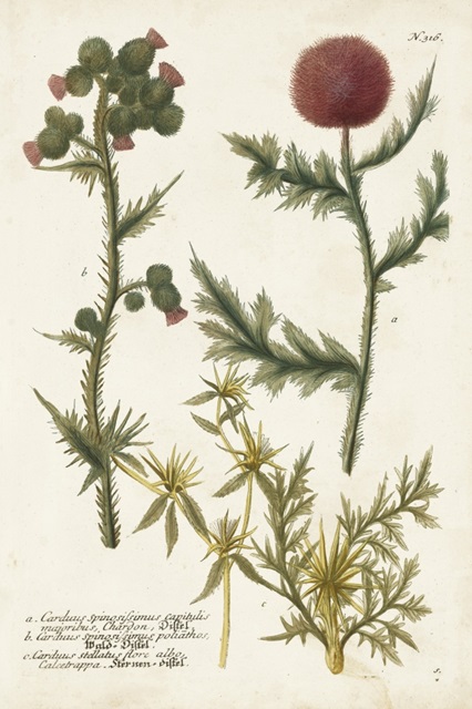 Botanical Varieties II