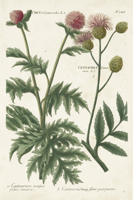Botanical Varieties III