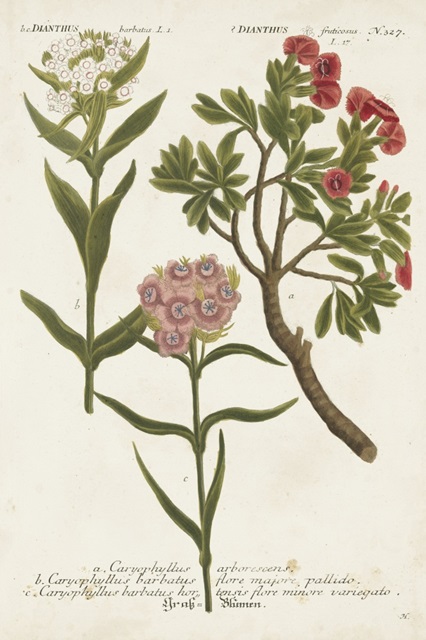 Botanical Varieties IV