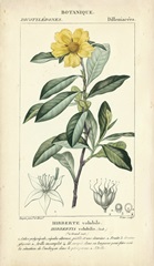 Botanique Study in Yellow I