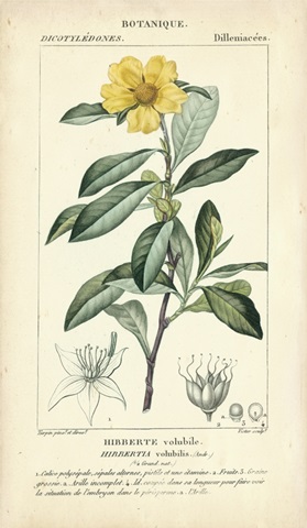 Botanique Study in Yellow I