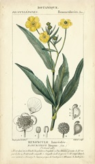 Botanique Study in Yellow III