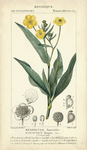 Botanique Study in Yellow III
