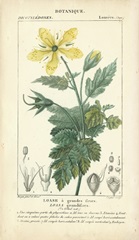 Botanique Study in Yellow IV