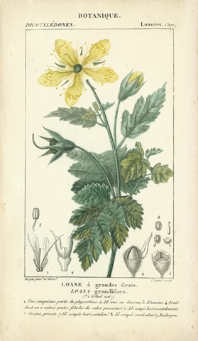Botanique Study in Yellow IV