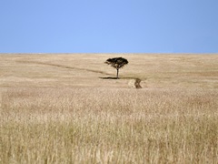 Bucolic Scene I