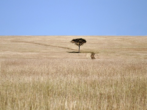 Bucolic Scene I