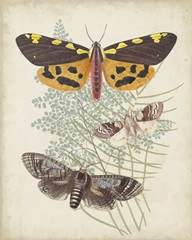 Butterflies and Ferns VI