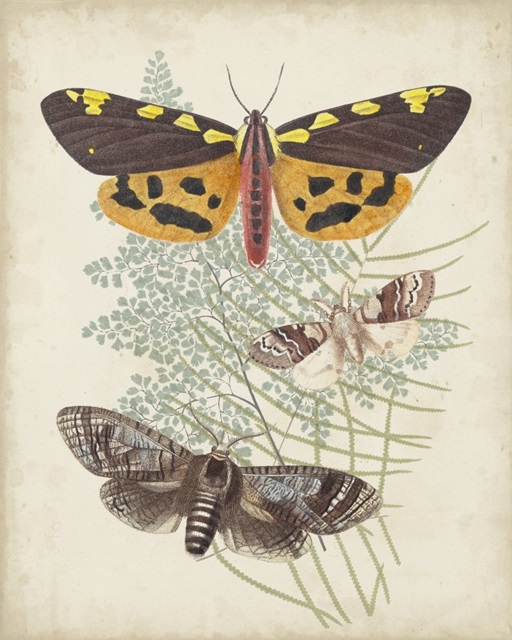 Butterflies and Ferns VI