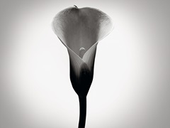 Calla Lily Studies I