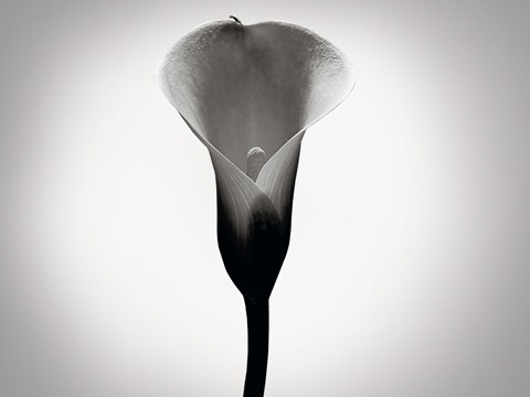 Calla Lily Studies I