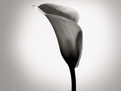 Calla Lily Studies II