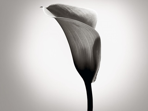 Calla Lily Studies II