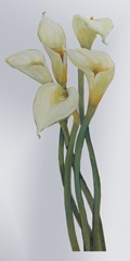 Callas on Silver I