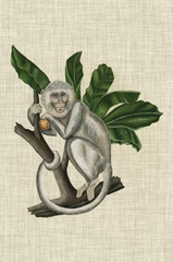 Canopy Monkey II